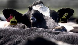 East Anglia: unlock your herd's hidden breeding potential